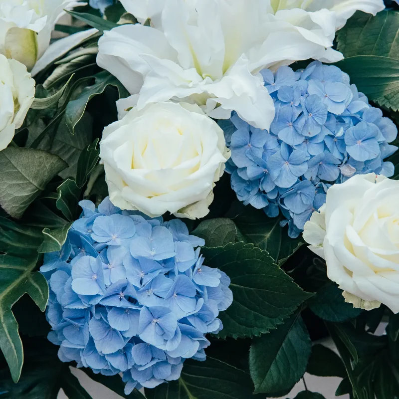 fresh flowers blue hydrangea and white roses. floral background for greeting card